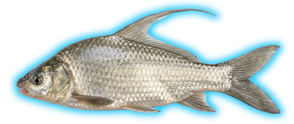 Quillback (Sebastes maliger)