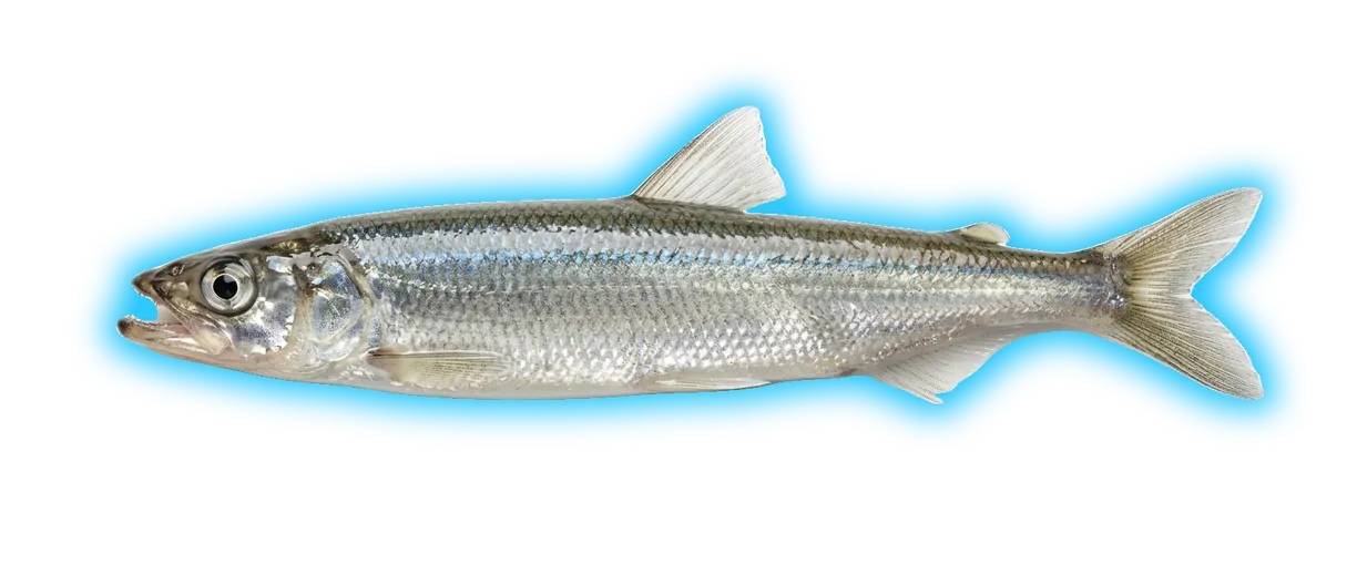 Rainbow Smelt (Osmerus mordax)