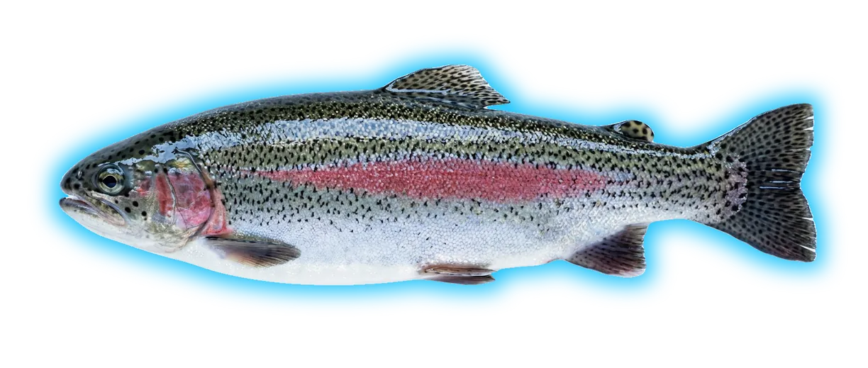 Rainbow Trout (Oncorhynchus mykiss)