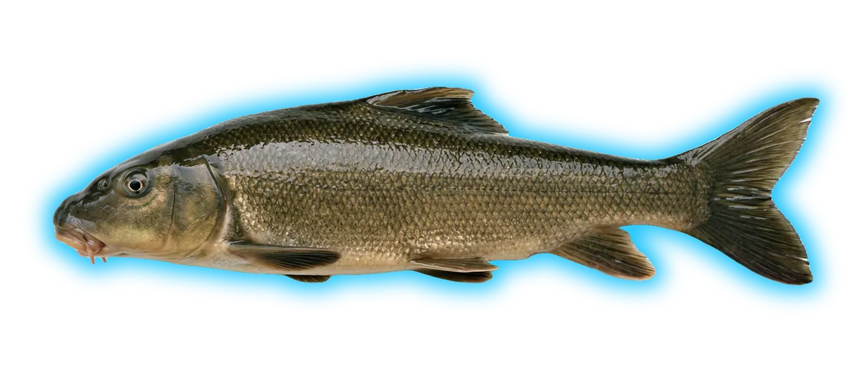 Razorback Sucker