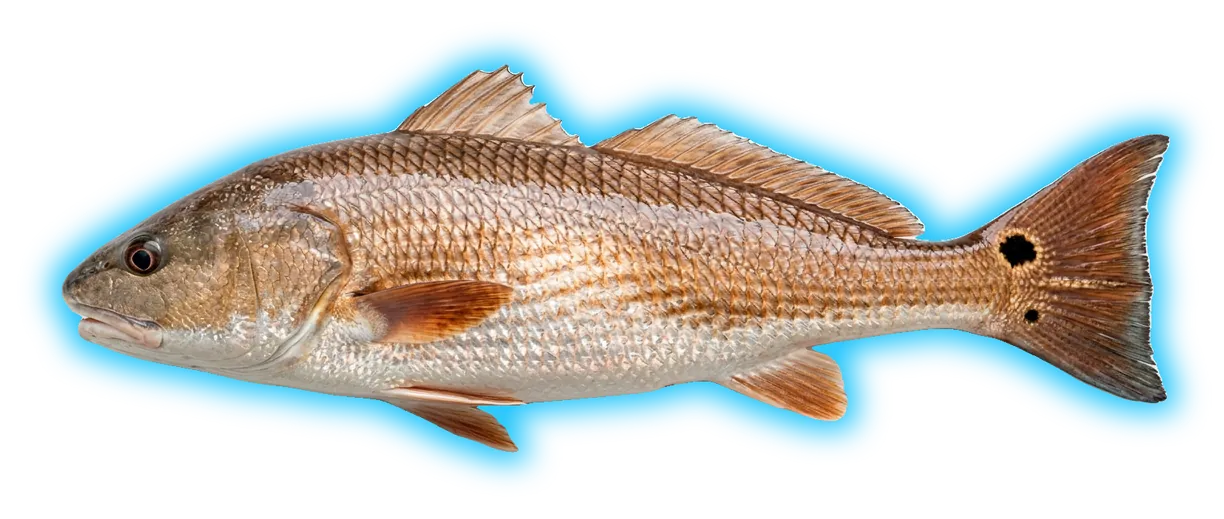Red Drum (Sciaenops ocellatus)