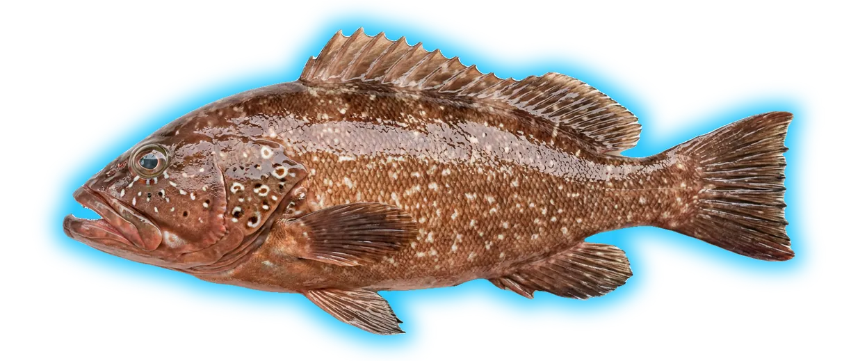 Red Grouper (Epinephelus morio)