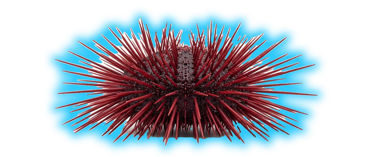 Red Sea Urchin (Mesocentrotus franciscanus)
