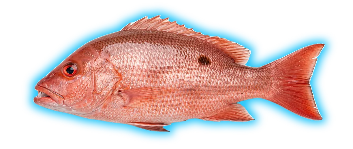 Red Snapper (Lutjanus campechanus)
