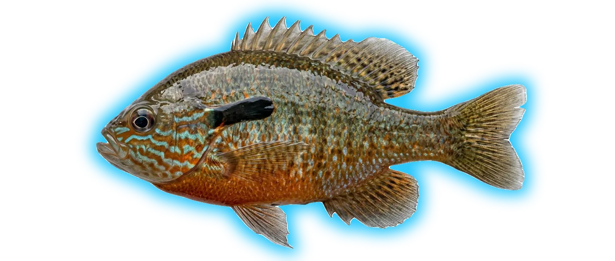 Redbreast Sunfish (Lepomis auritus)
