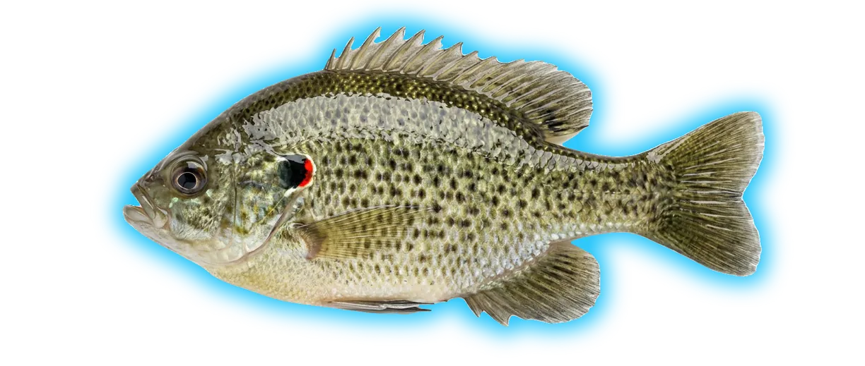 Redear Sunfish (Lepomis microlophus)