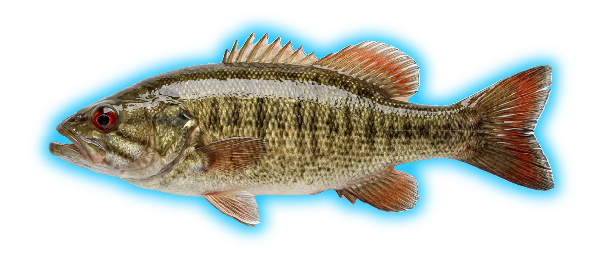 Redeye Bass