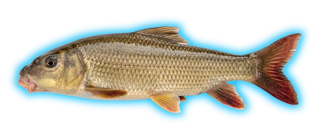 Redhorse