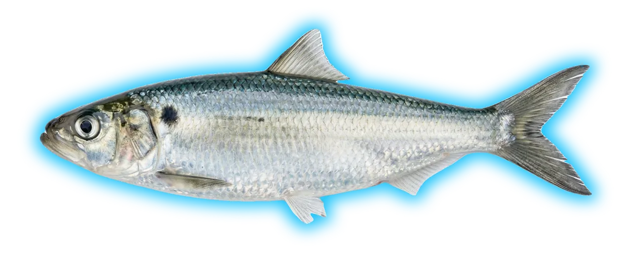 River Herring (Alosa pseudoharengus / aestivalis)