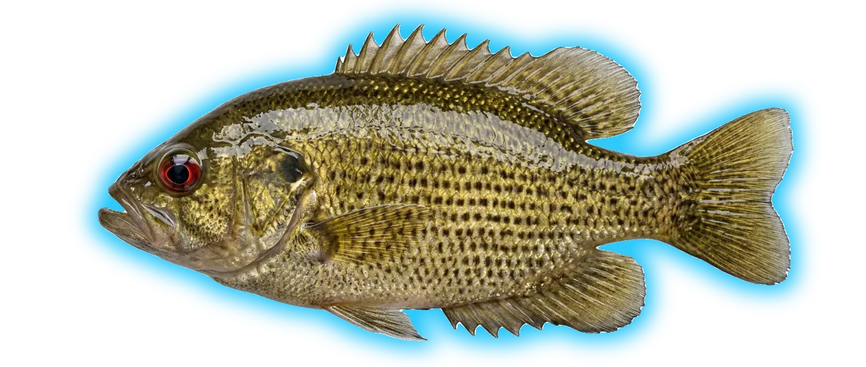 Rock Bass (Ambloplites rupestris)