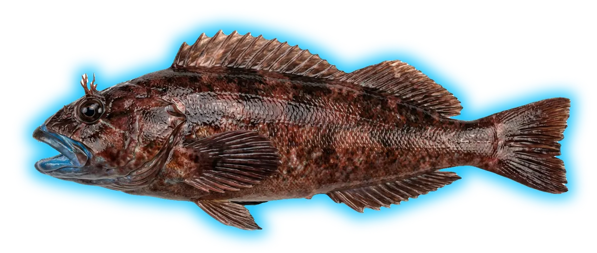 Rock Greenling (Hexagrammos lagocephalus)