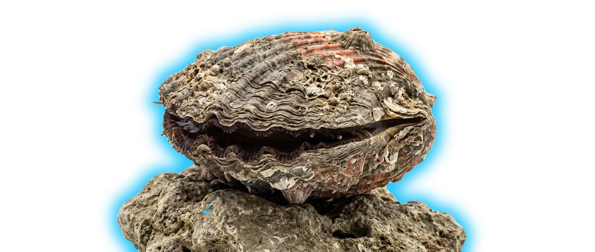 Rock Scallop (Crassadoma gigantea)