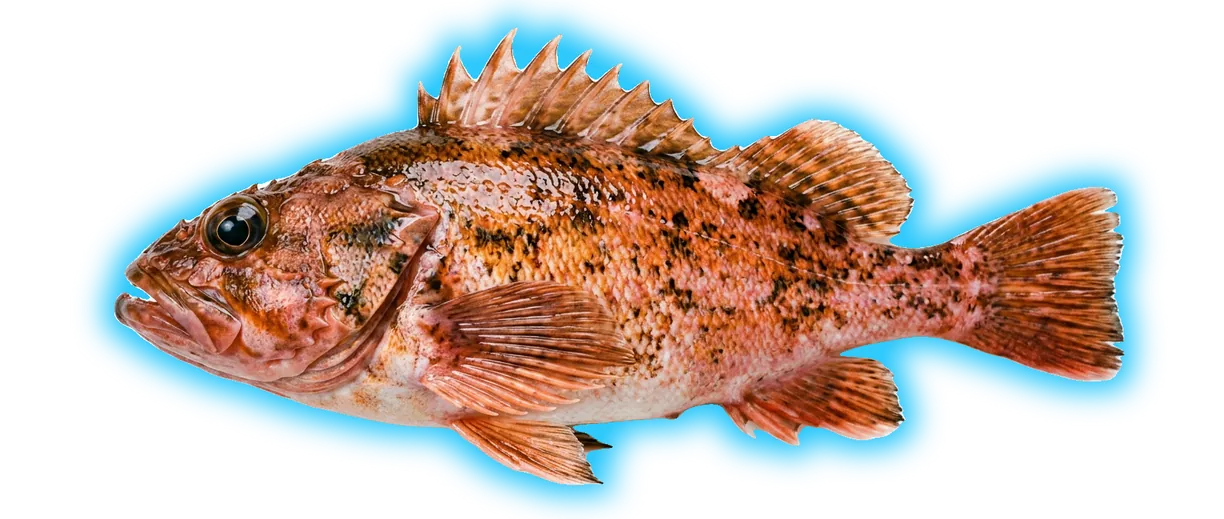 Rockfish