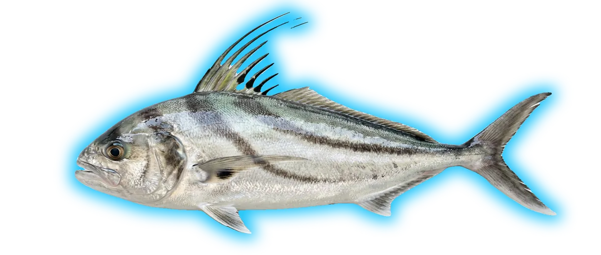 Roosterfish (Nematistius pectoralis)