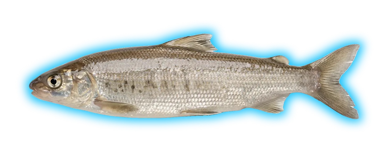 Round Whitefish (Prosopium cylindraceum)