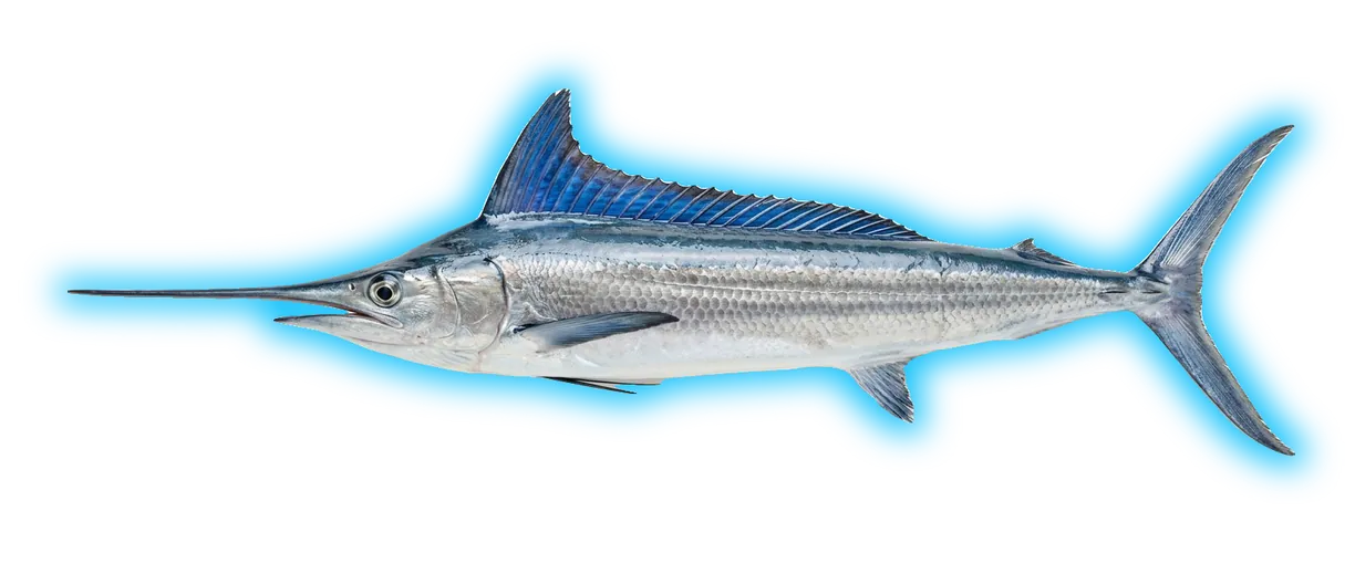 Roundscale Spearfish (Tetrapturus georgii)