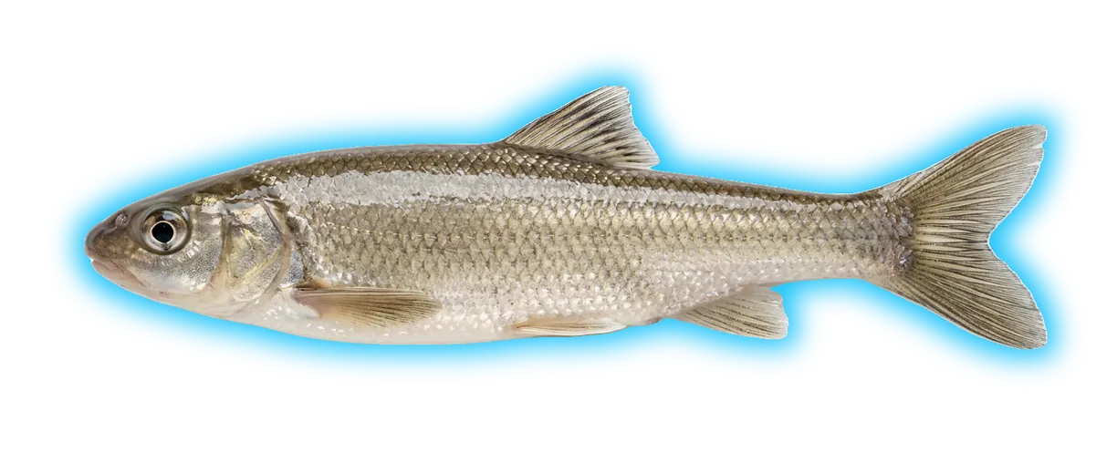 Roundtail Chub (Gila robusta)