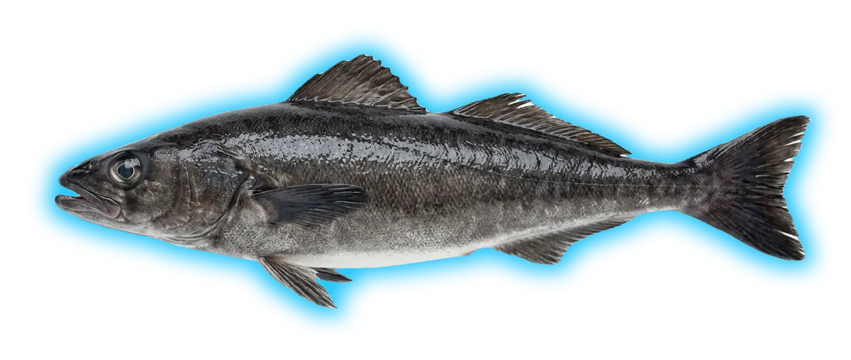 Sablefish