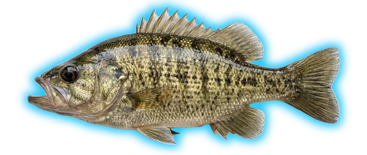 Sacramento Perch (Archoplites interruptus)