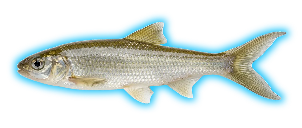 Sacramento Splittail (Pogonichthys macrolepidotus)