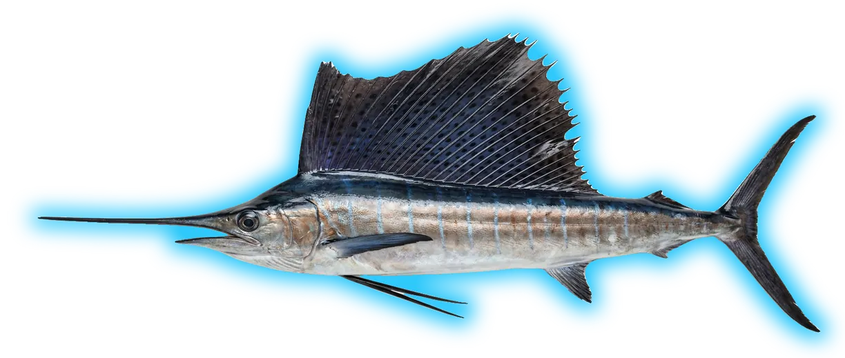 Sailfish (Istiophorus albicans)