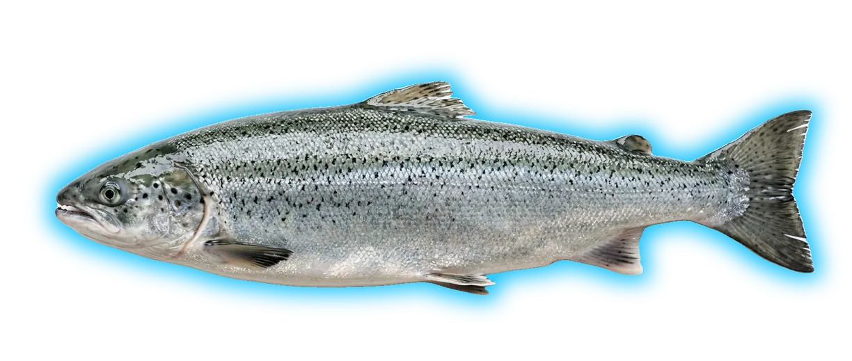 Salmon