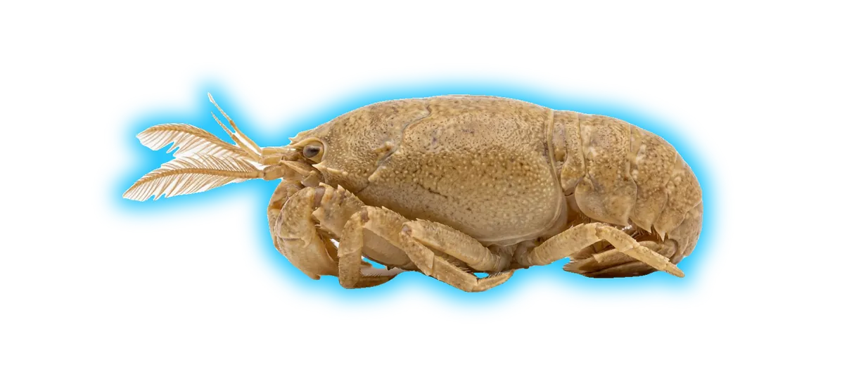 Sand Crab
