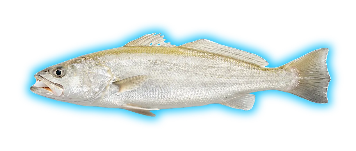 Sand Seatrout (Cynoscion arenarius)