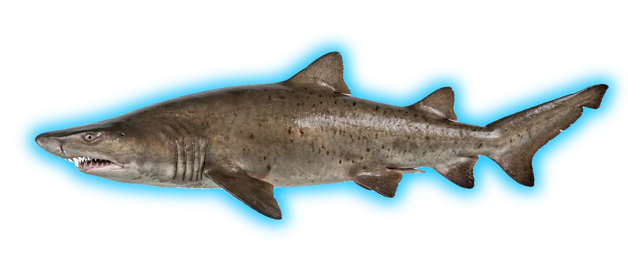 Sand Tiger Shark