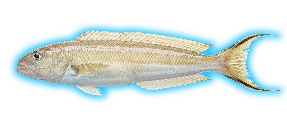 Sand Tilefish (Malacanthus latovittatus)