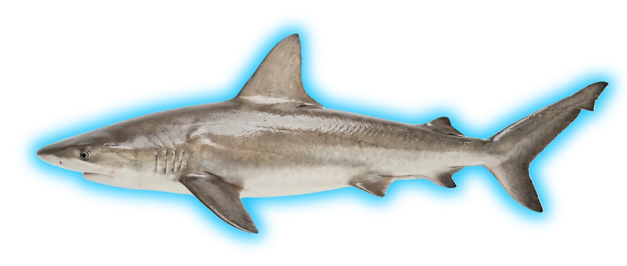 Sandbar Shark (Carcharhinus plumbeus)