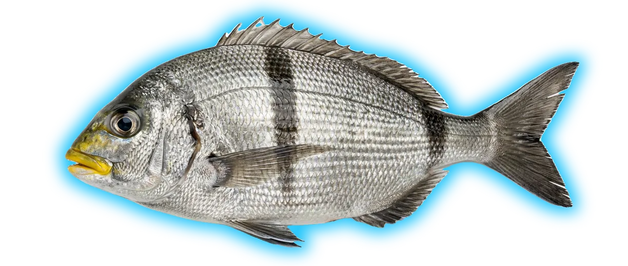 Sargo