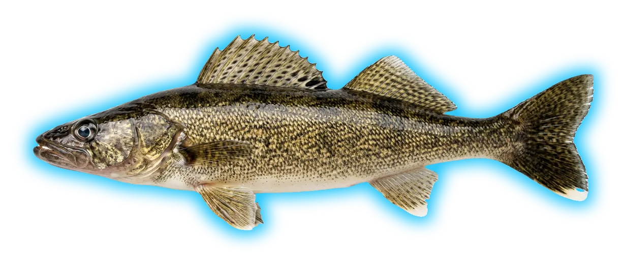 Saugeye