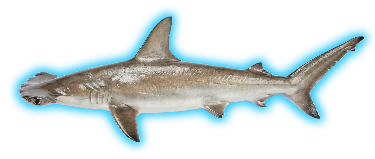 Scalloped Hammerhead Shark (Sphyrna lewini)