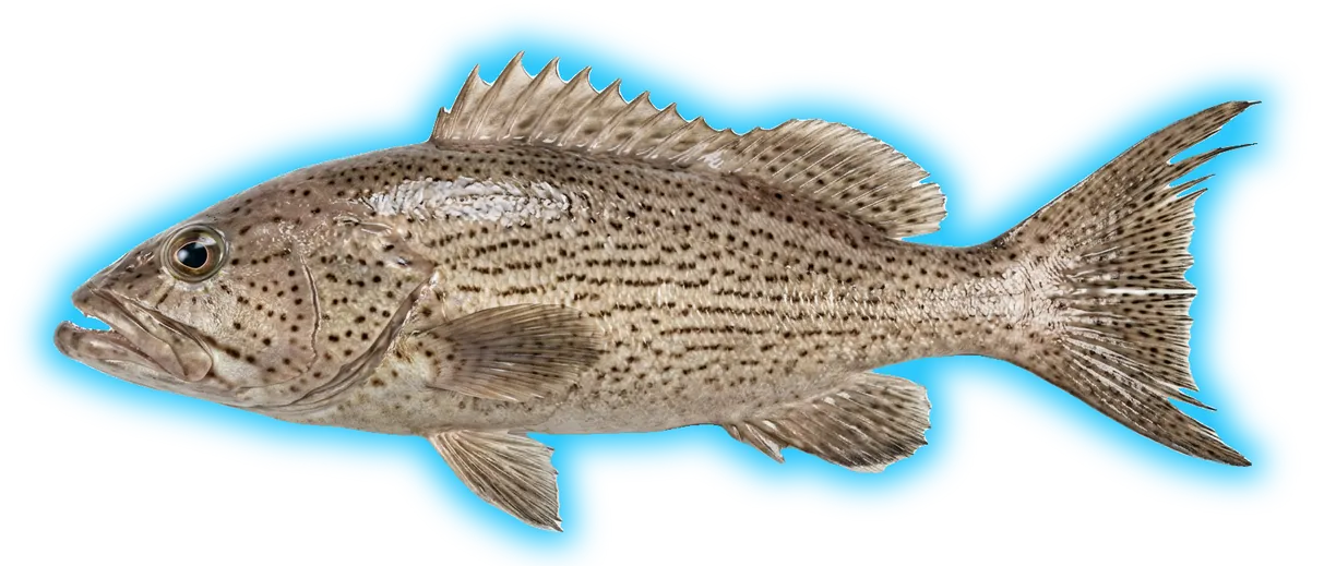 Scamp (Mycteroperca phenax)