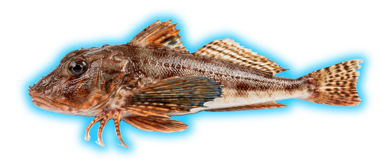 Sea Robin (Prionotus carolinus)