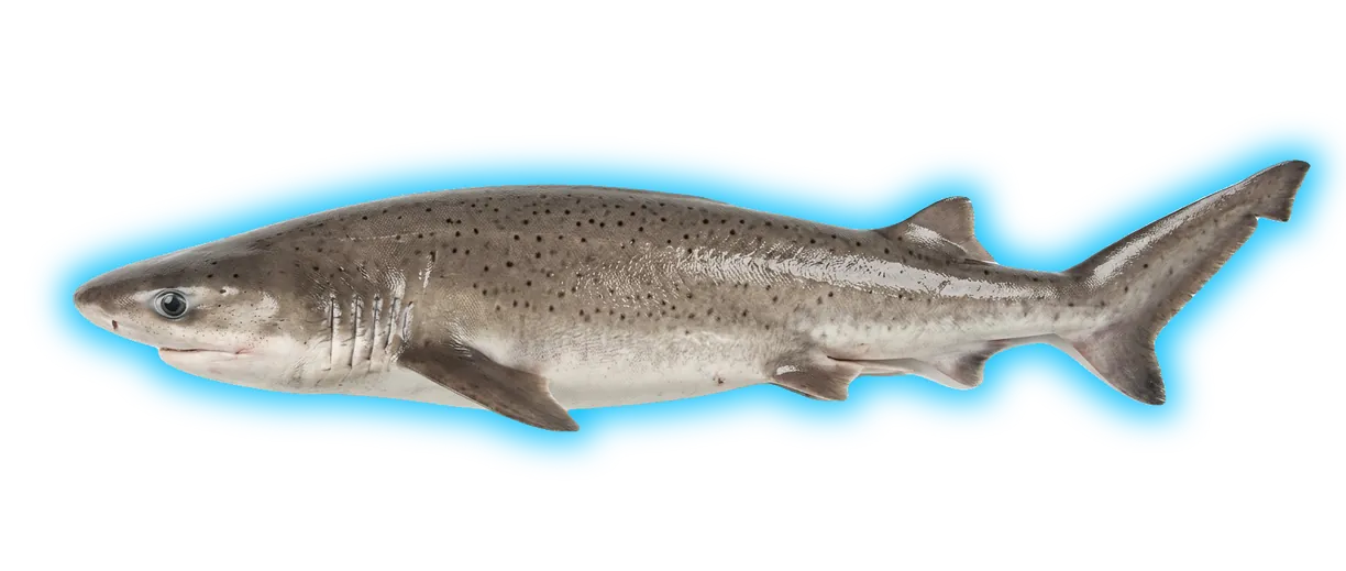 Sevengill Shark