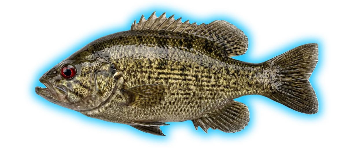 Shadow Bass (Ambloplites ariommus)