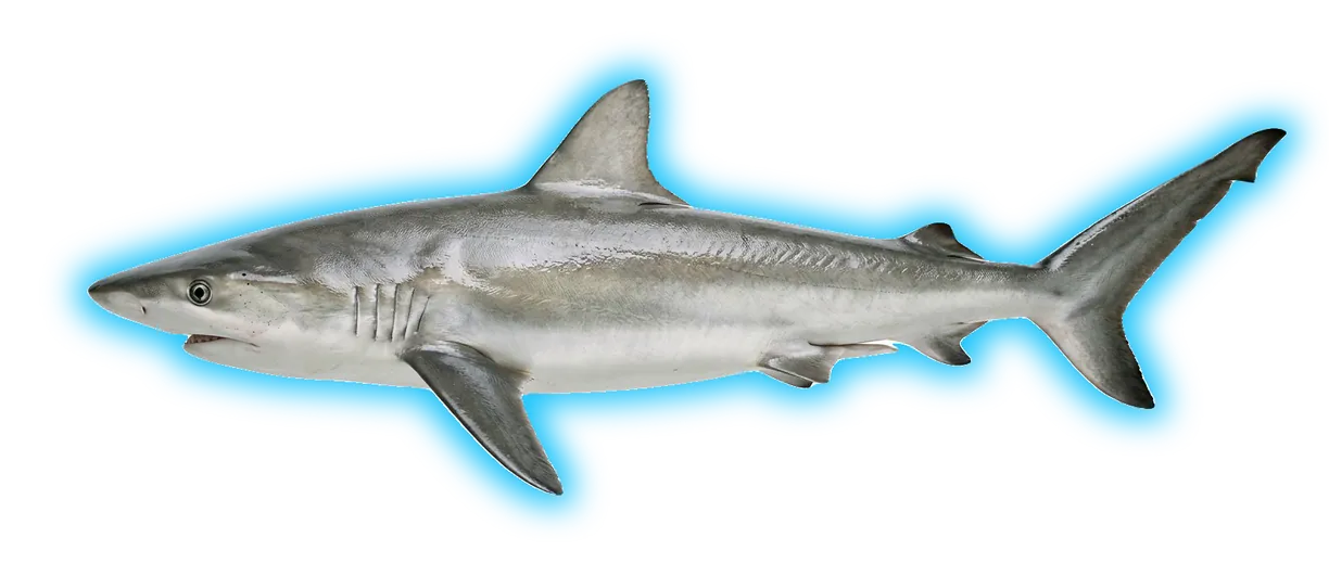 Shark