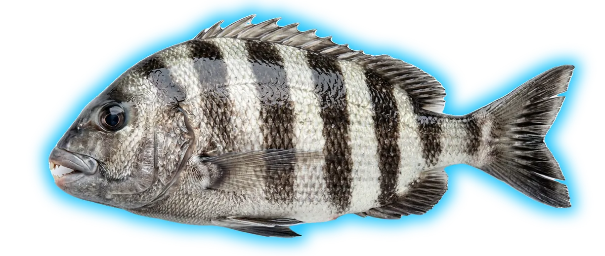 Sheepshead (Archosargus probatocephalus)