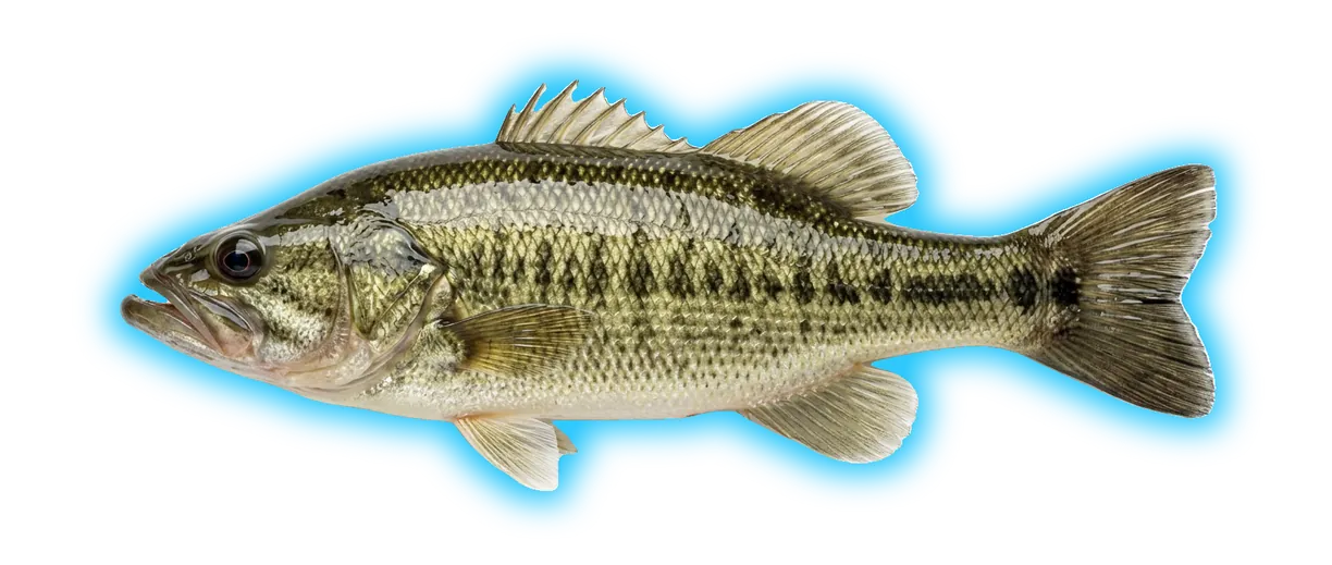 Shoal Bass (Micropterus cataractae)