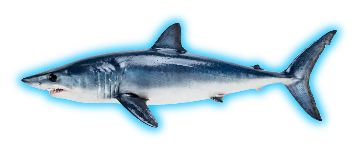 Shortfin Mako (Isurus oxyrinchus)
