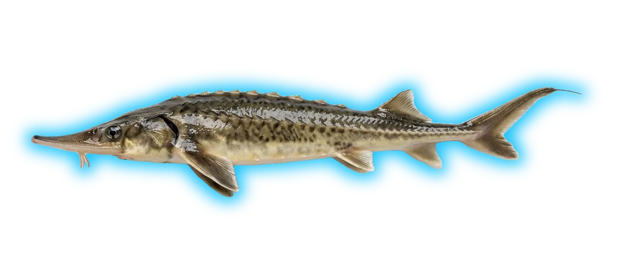 Shovelnose Sturgeon