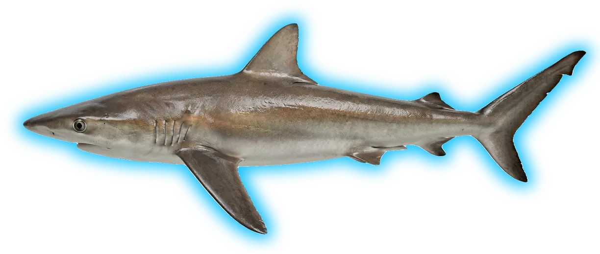 Silky Shark (Carcharhinus falciformis)