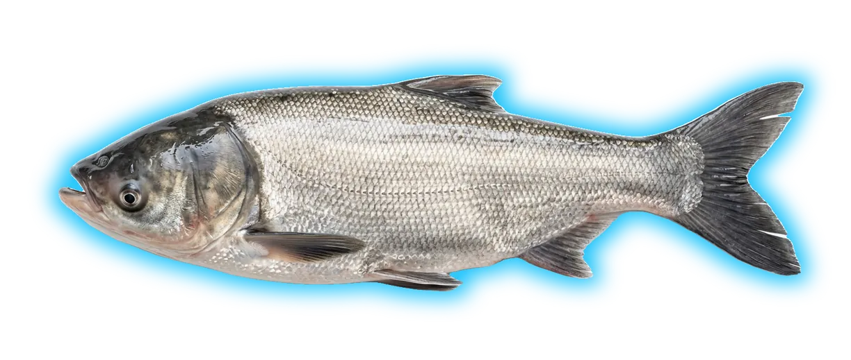 Silver Carp (Xanthorhoe montanata)