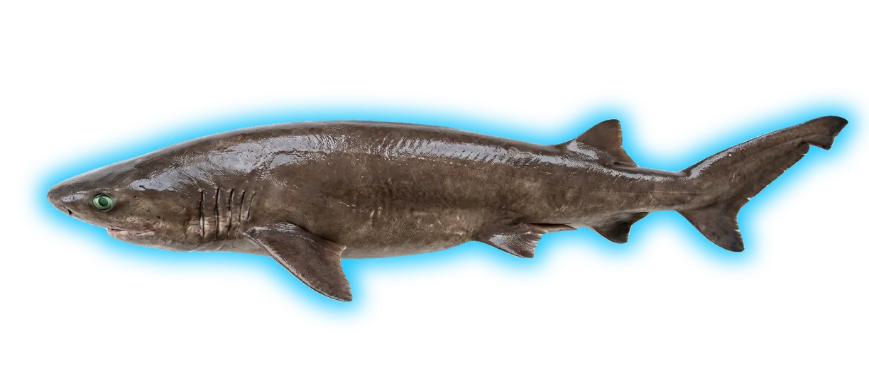 Sixgill Shark