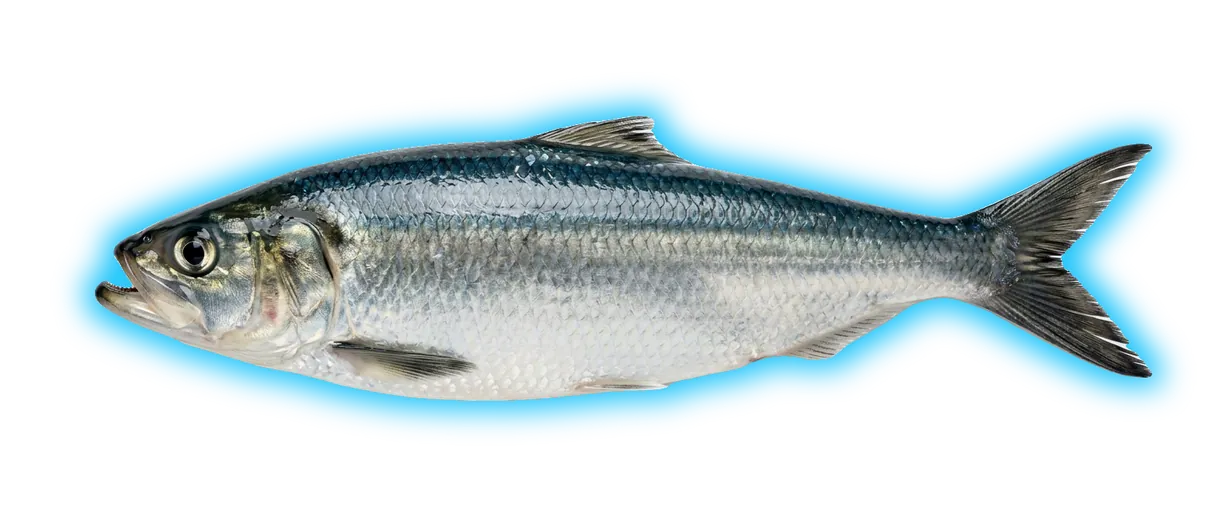 Skipjack Herring (Alosa chrysochloris)