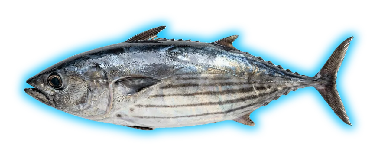 Skipjack Tuna (Katsuwonus pelamis)