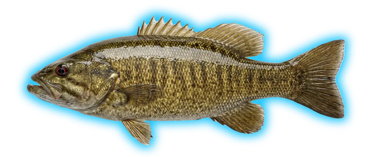 Smallmouth Bass (Micropterus dolomieu)