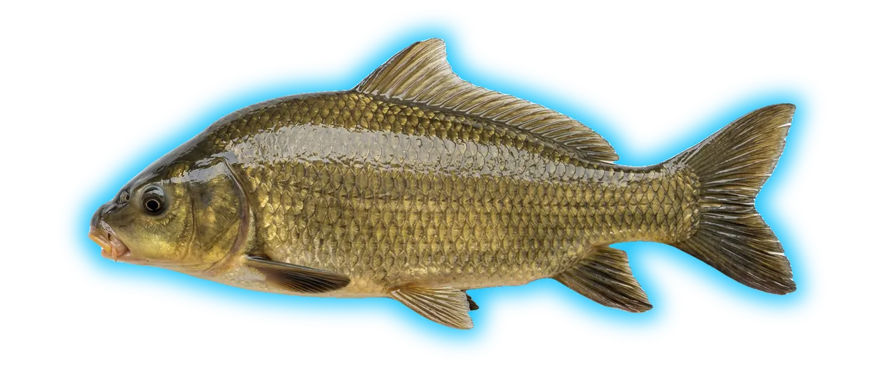 Smallmouth Buffalo (Ictiobus bubalus)